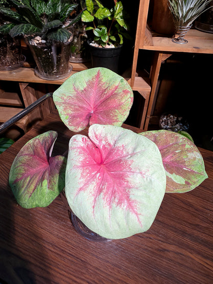 Caladium heart of queen 女王之心彩葉芋
