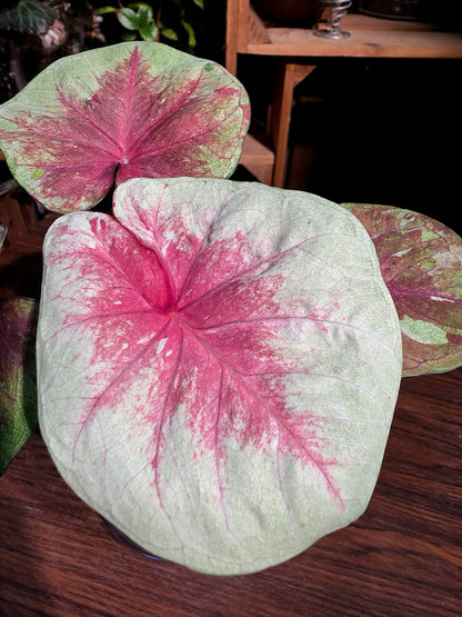 Caladium heart of queen 女王之心彩葉芋