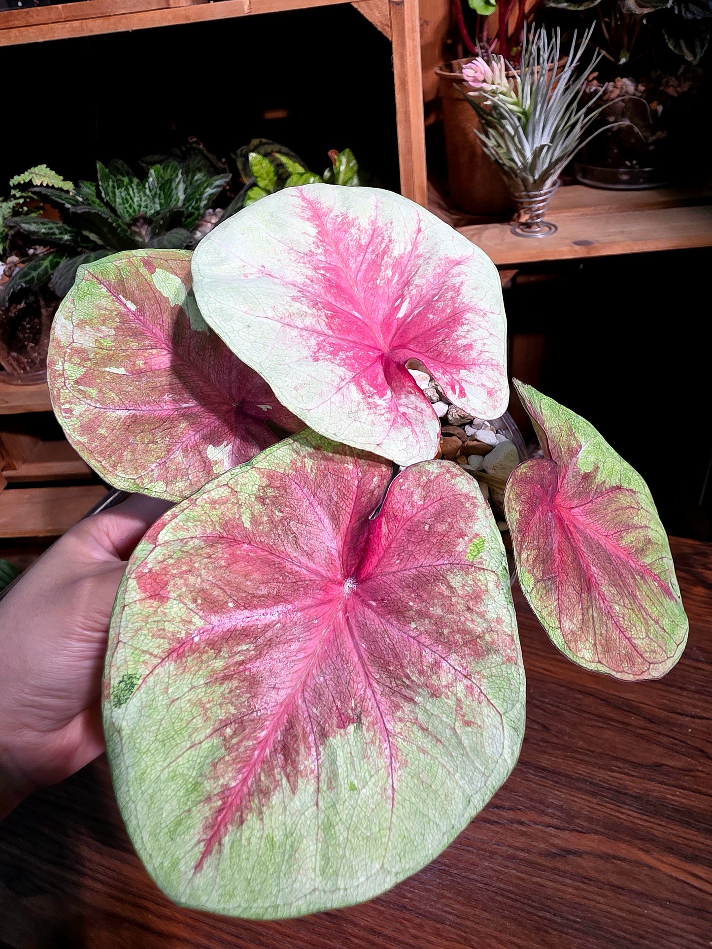 Caladium heart of queen 女王之心彩葉芋