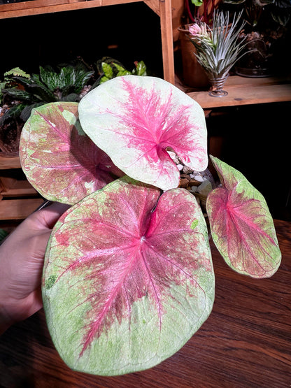 Caladium heart of queen 女王之心彩葉芋