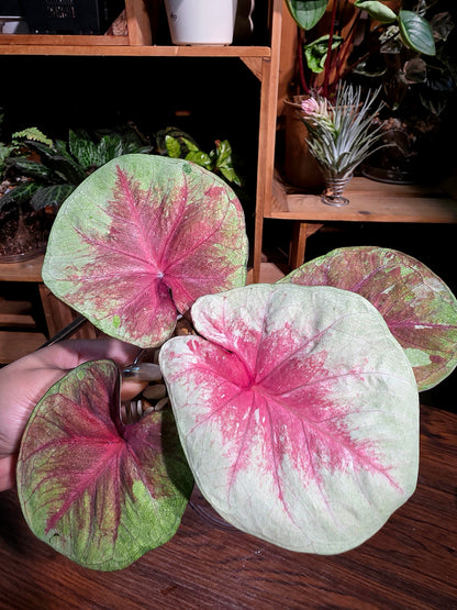 Caladium heart of queen 女王之心彩葉芋