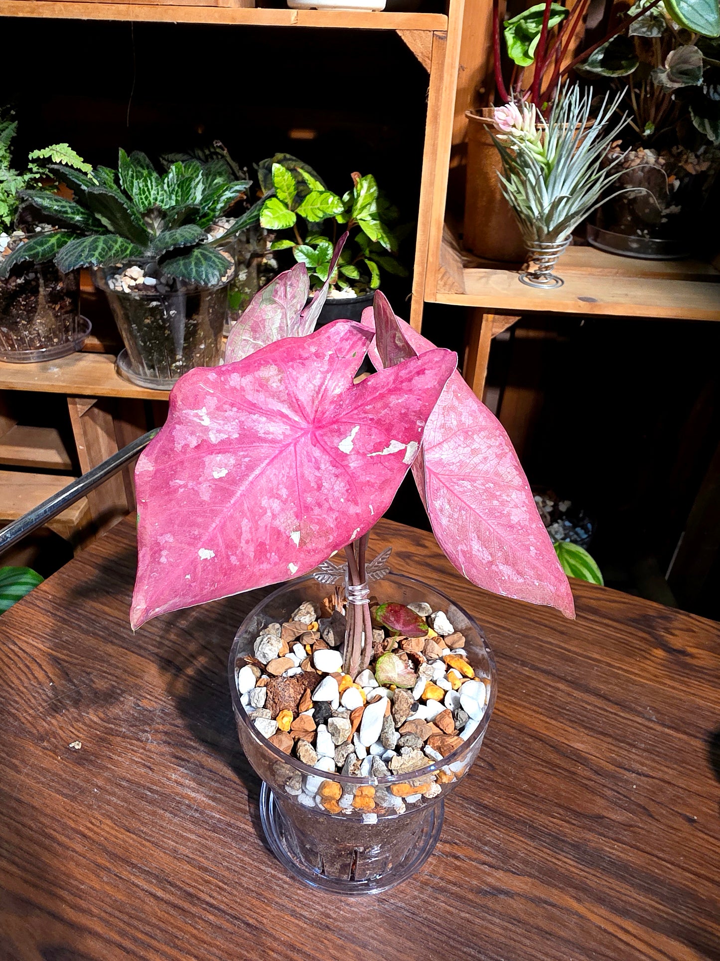 Caladium Tapestry 如煙彩葉芋
