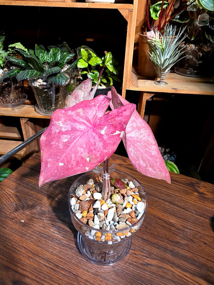Caladium Tapestry 如煙彩葉芋