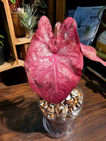 Caladium Tapestry 如煙彩葉芋