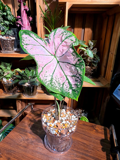 Caladium Pink Splash 粉色飛濺彩葉芋