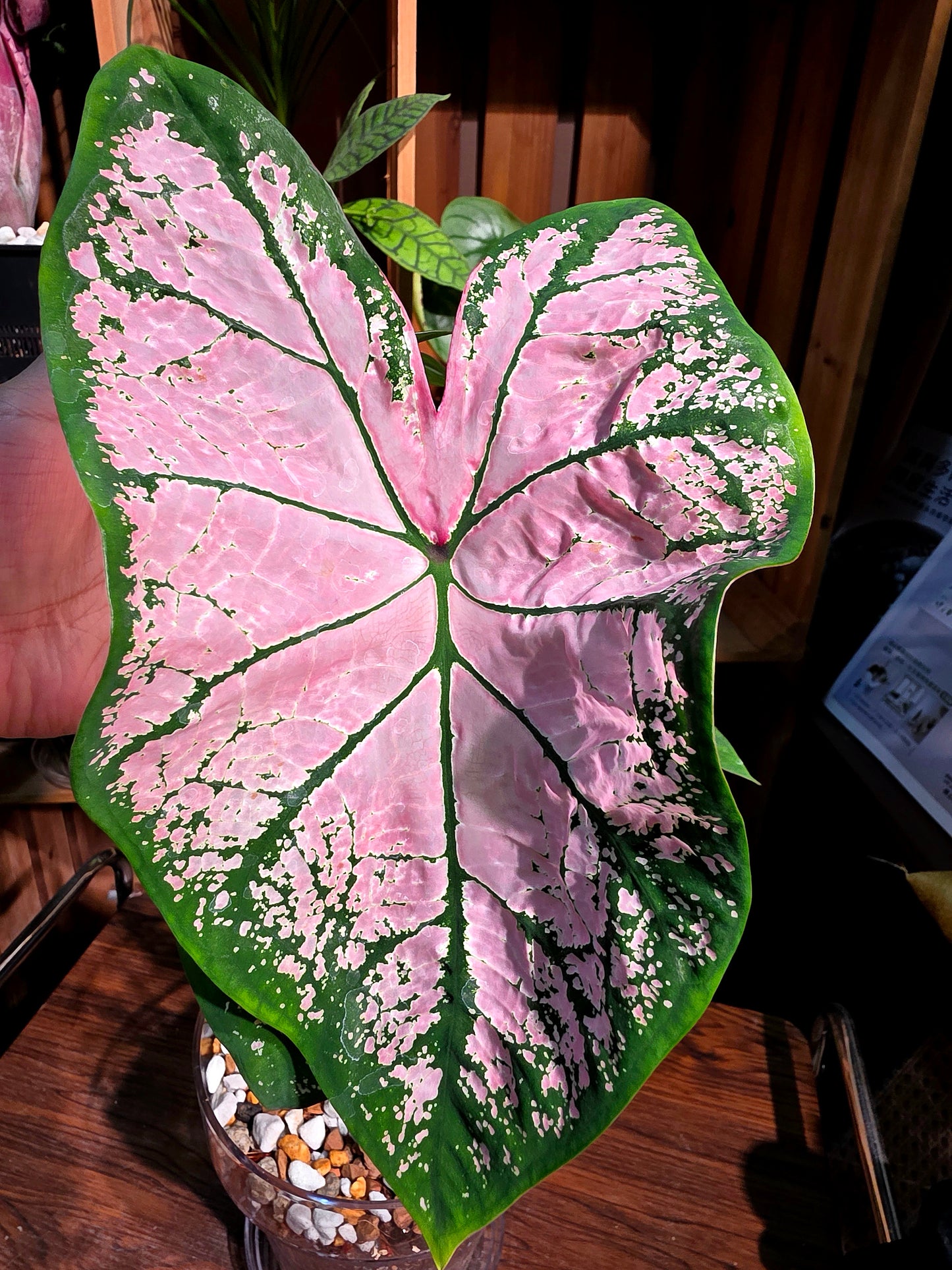 Caladium Pink Splash 粉色飛濺彩葉芋