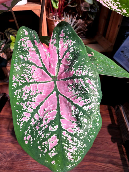 Caladium Pink Splash 粉色飛濺彩葉芋