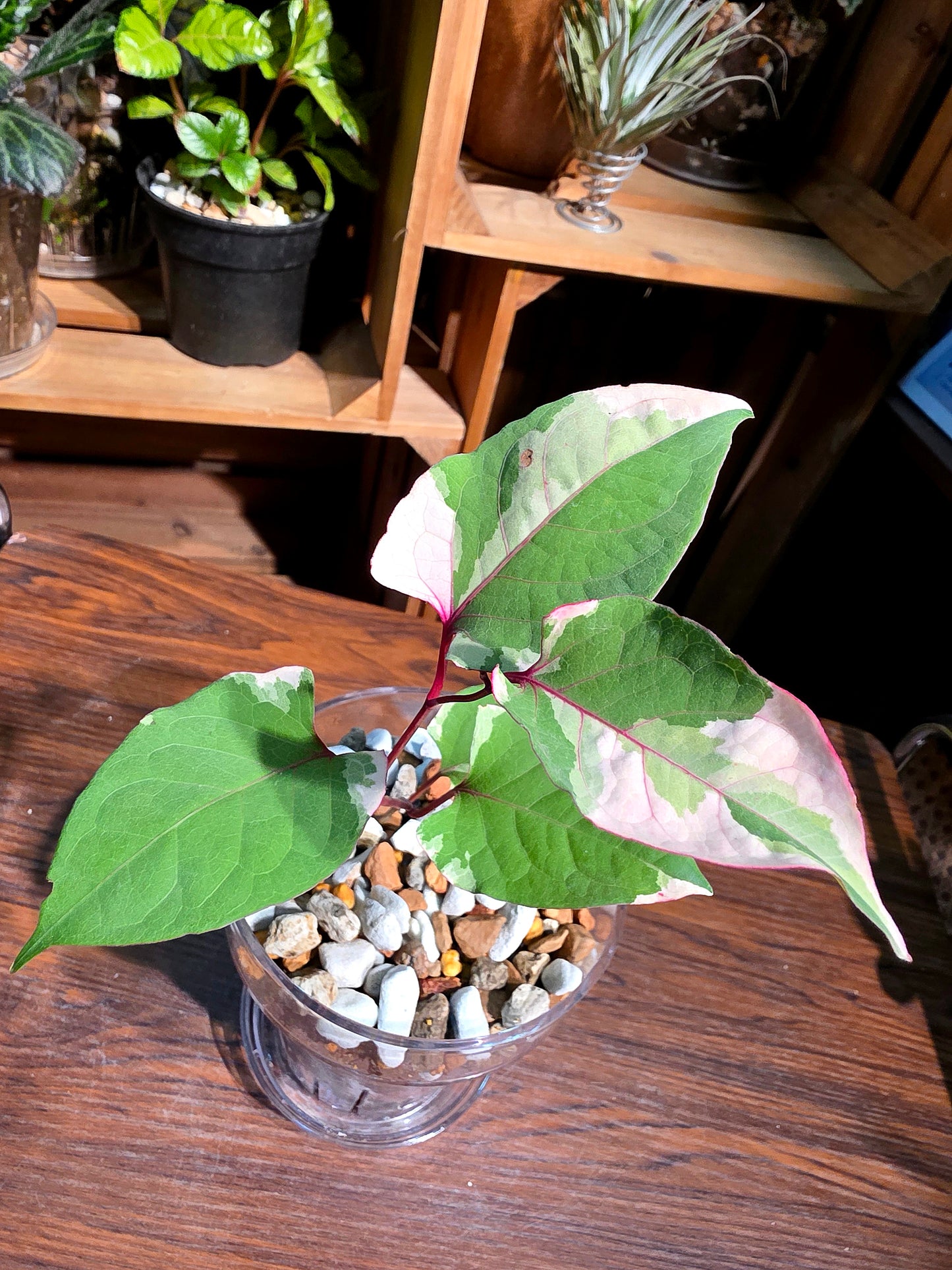 Reynoutria Japonica Variegated 日本斑葉虎杖