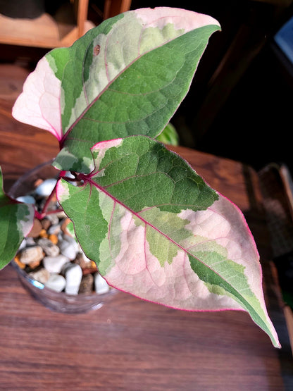 Reynoutria Japonica Variegated 日本斑葉虎杖