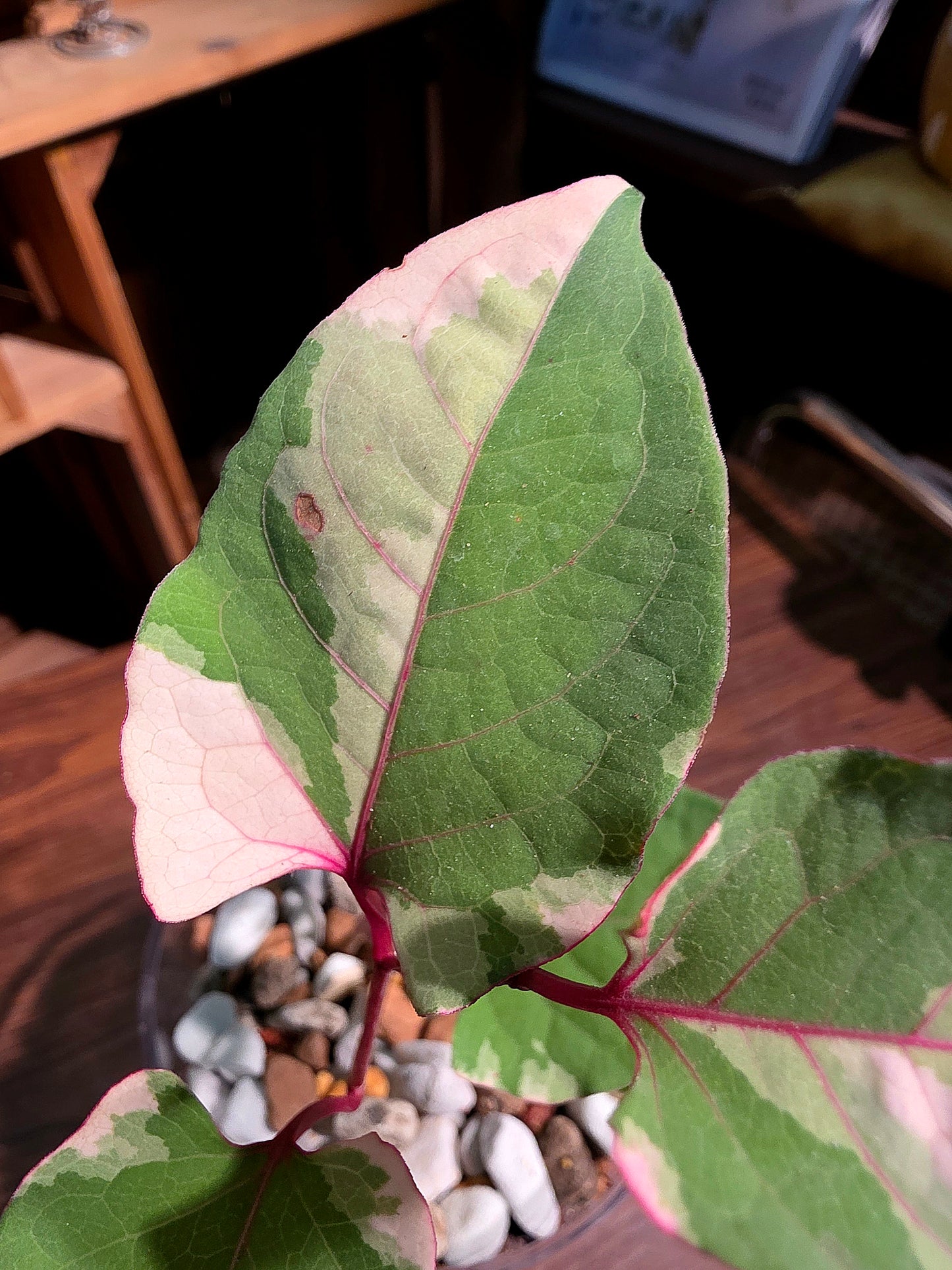 Reynoutria Japonica Variegated 日本斑葉虎杖