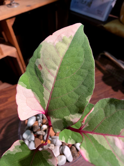 Reynoutria Japonica Variegated 日本斑葉虎杖