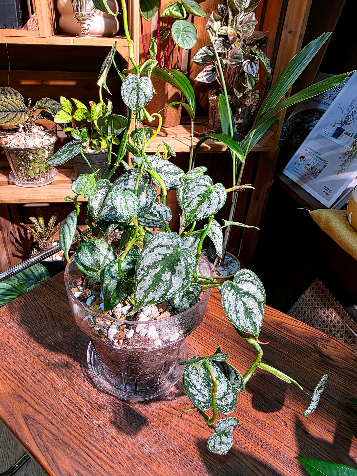 Philodendron brandtianum 白蘭地蔓綠絨