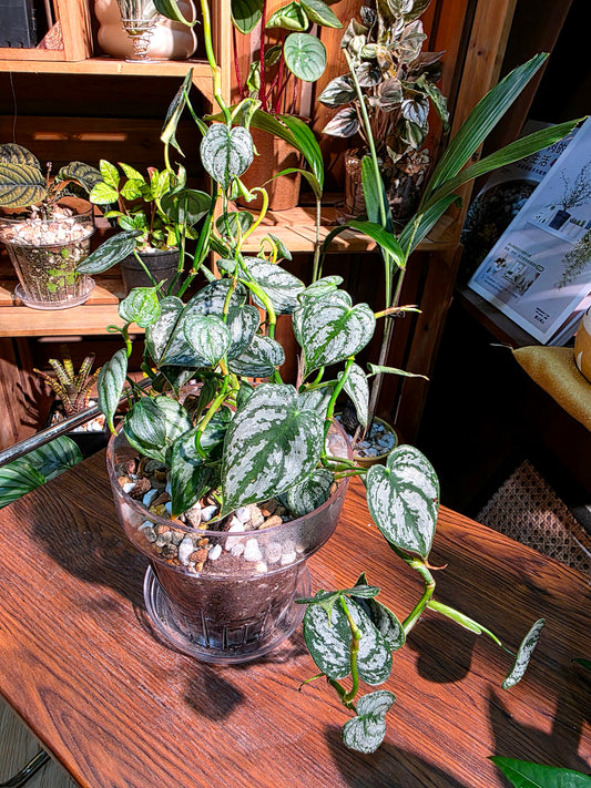 Philodendron brandtianum 白蘭地蔓綠絨