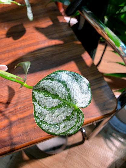 Philodendron brandtianum 白蘭地蔓綠絨