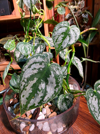 Philodendron brandtianum 白蘭地蔓綠絨