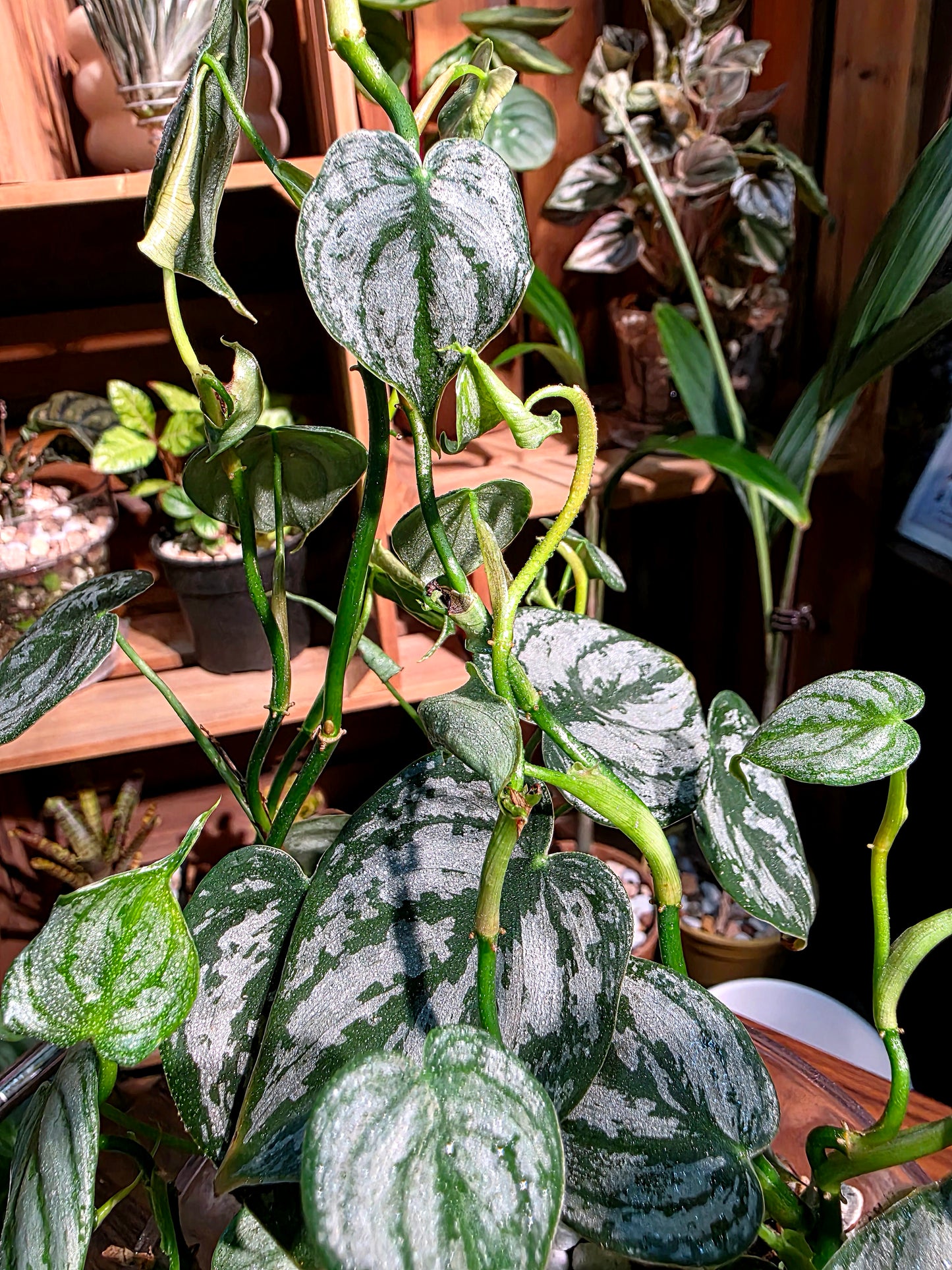 Philodendron brandtianum 白蘭地蔓綠絨
