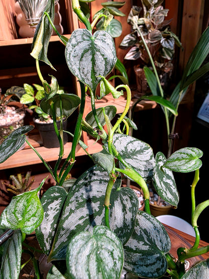 Philodendron brandtianum 白蘭地蔓綠絨