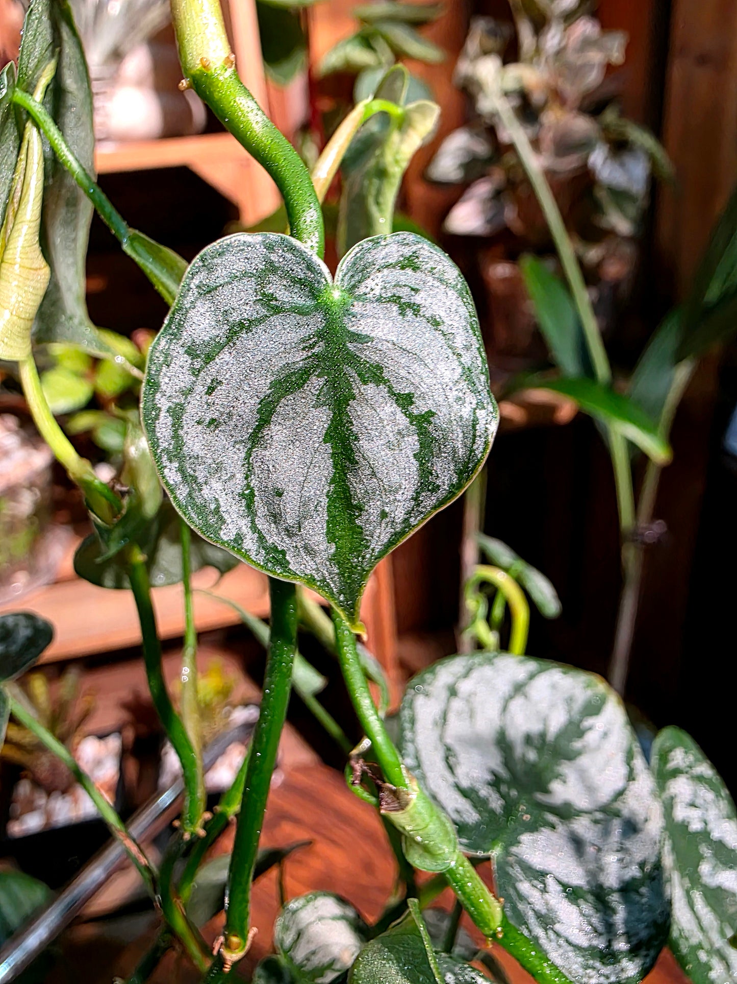 Philodendron brandtianum 白蘭地蔓綠絨