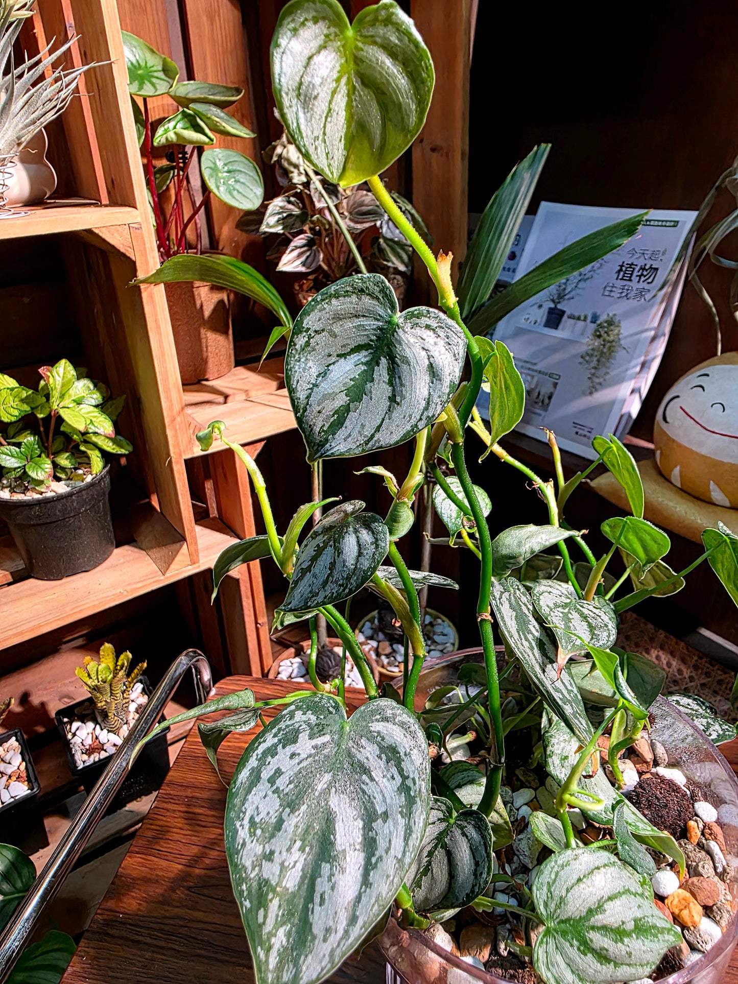 Philodendron brandtianum 白蘭地蔓綠絨
