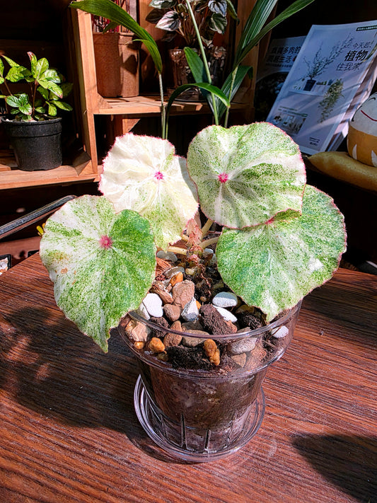 Begonia rouge variegated 胭脂錦秋海棠