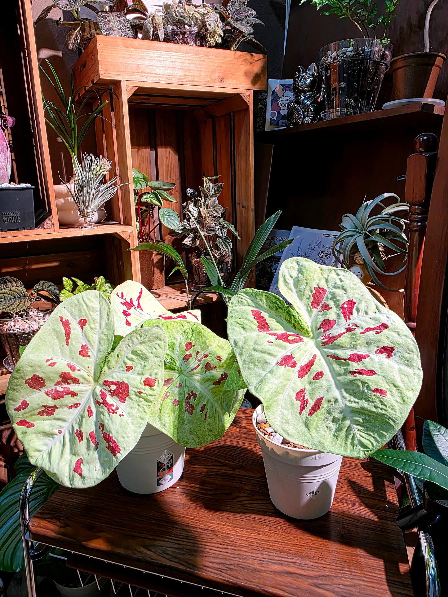 Caladium matcha beans 抹茶紅豆彩葉芋