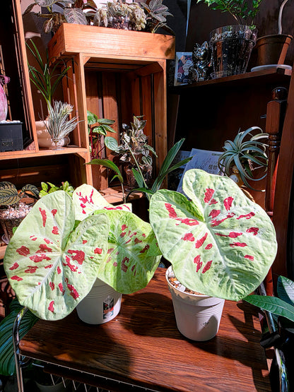 Caladium matcha beans 抹茶紅豆彩葉芋
