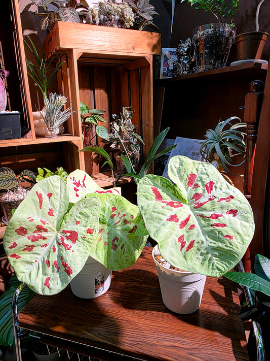 Caladium matcha beans 抹茶紅豆彩葉芋