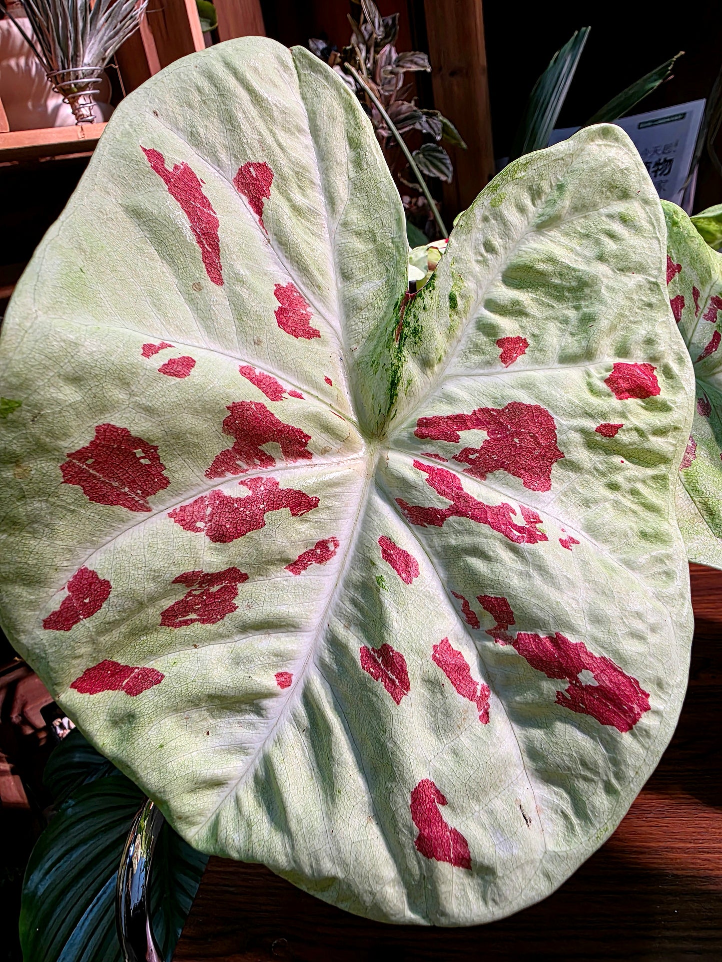 Caladium matcha beans 抹茶紅豆彩葉芋