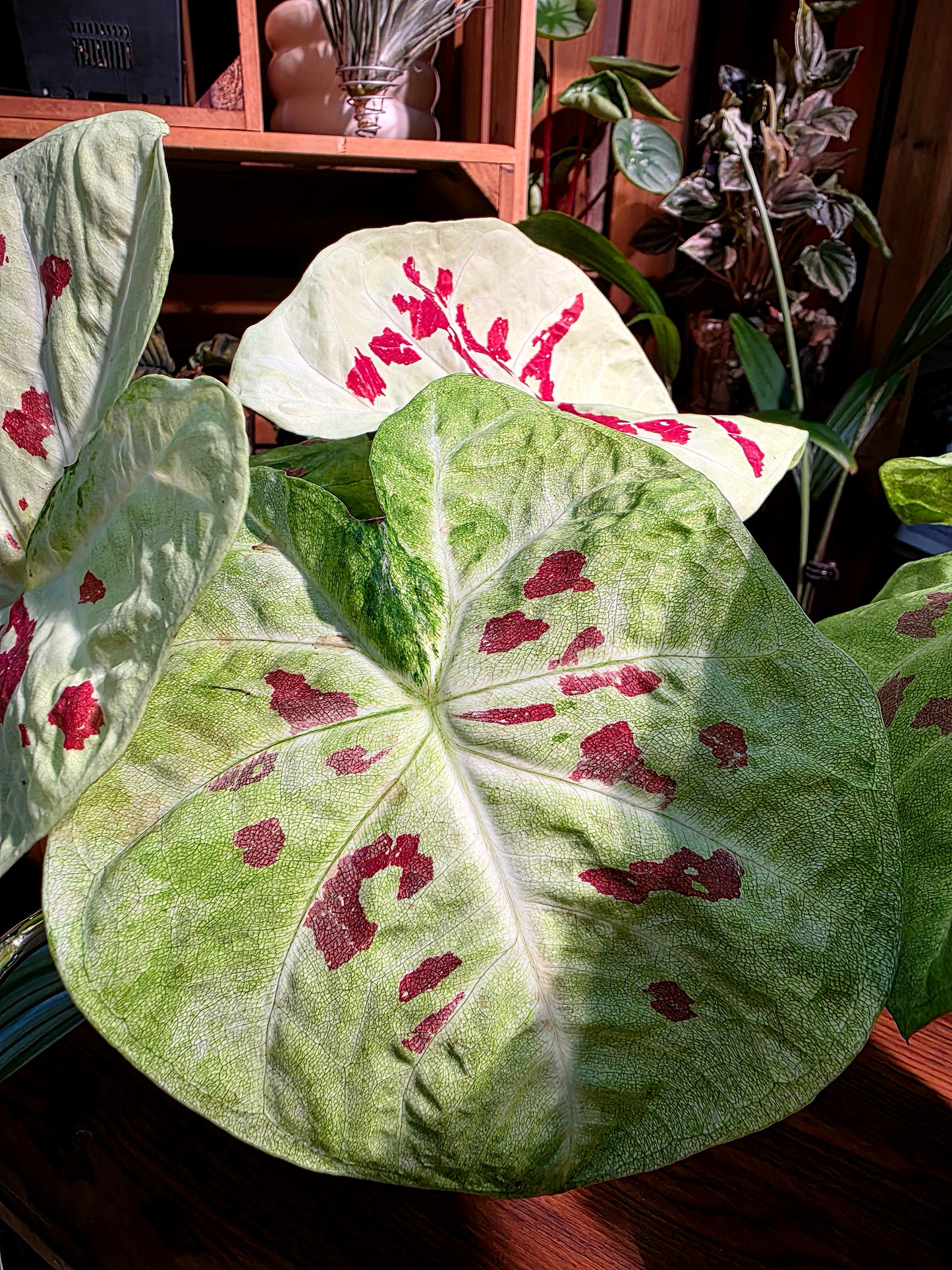 Caladium matcha beans 抹茶紅豆彩葉芋