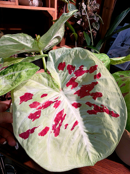 Caladium matcha beans 抹茶紅豆彩葉芋