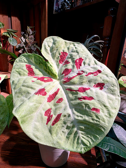 Caladium matcha beans 抹茶紅豆彩葉芋