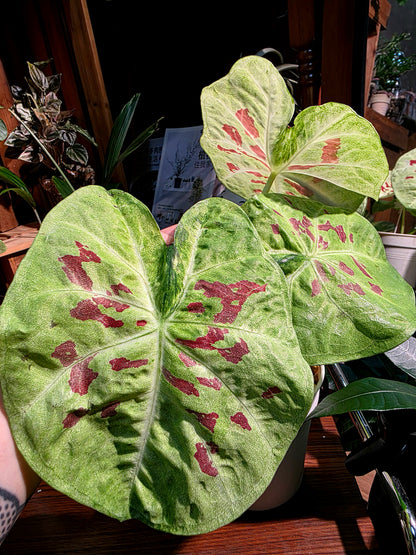 Caladium matcha beans 抹茶紅豆彩葉芋