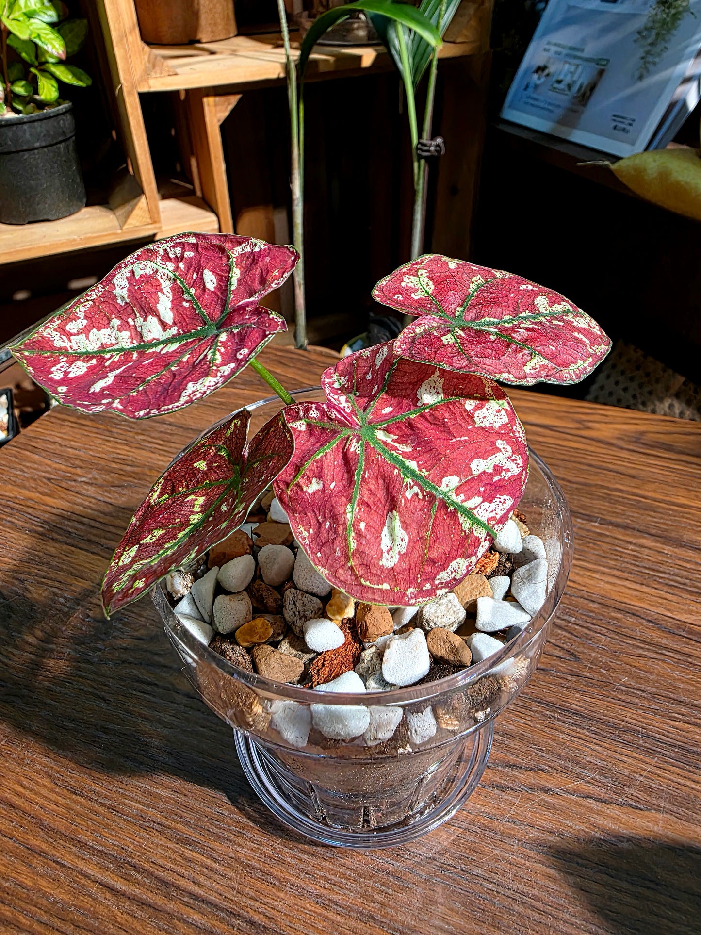 Caladium bloody Mary 血腥瑪麗彩葉芋