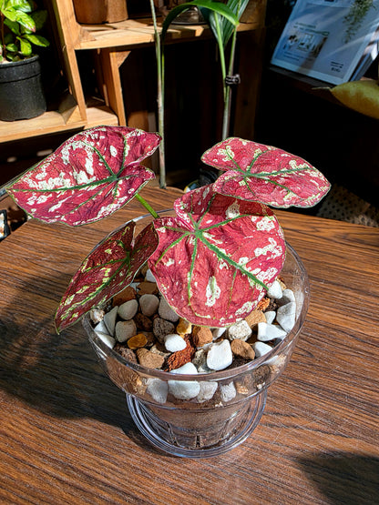 Caladium bloody Mary 血腥瑪麗彩葉芋