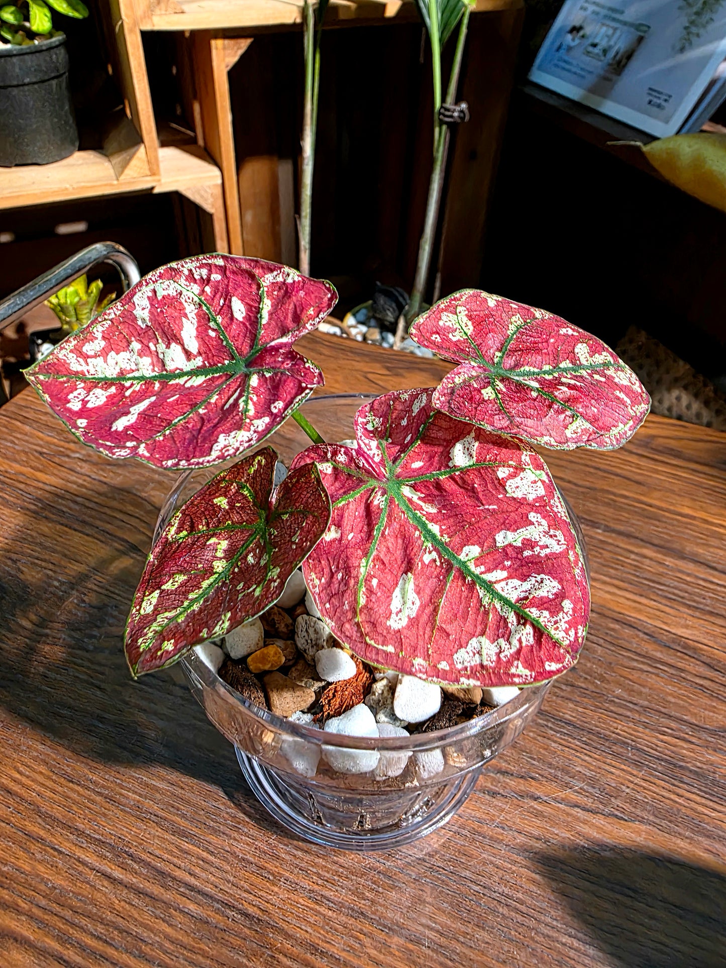 Caladium bloody Mary 血腥瑪麗彩葉芋
