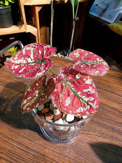 Caladium bloody Mary 血腥瑪麗彩葉芋