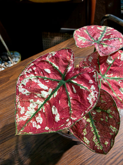 Caladium bloody Mary 血腥瑪麗彩葉芋