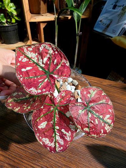 Caladium bloody Mary 血腥瑪麗彩葉芋