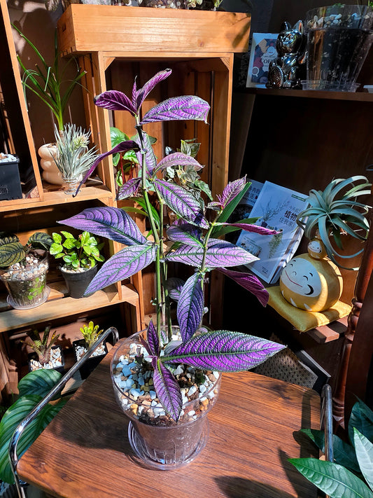 Strobilanthes dyerianus 波斯紅草