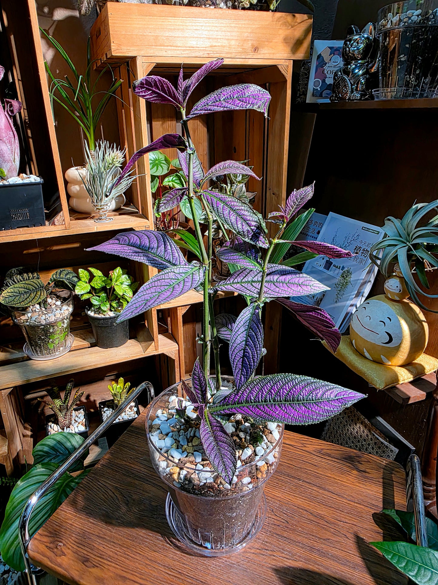 Strobilanthes dyerianus 波斯紅草