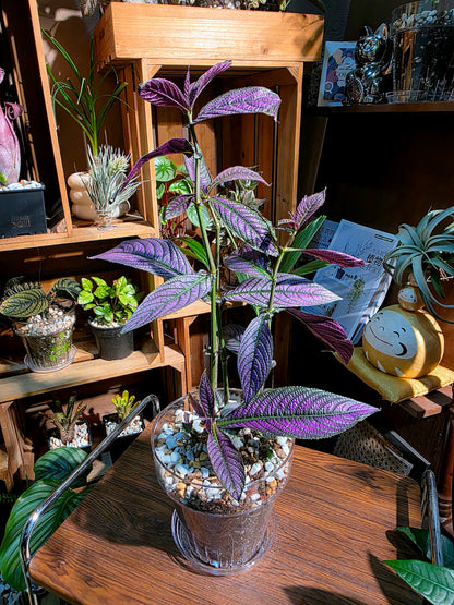 Strobilanthes dyerianus 波斯紅草