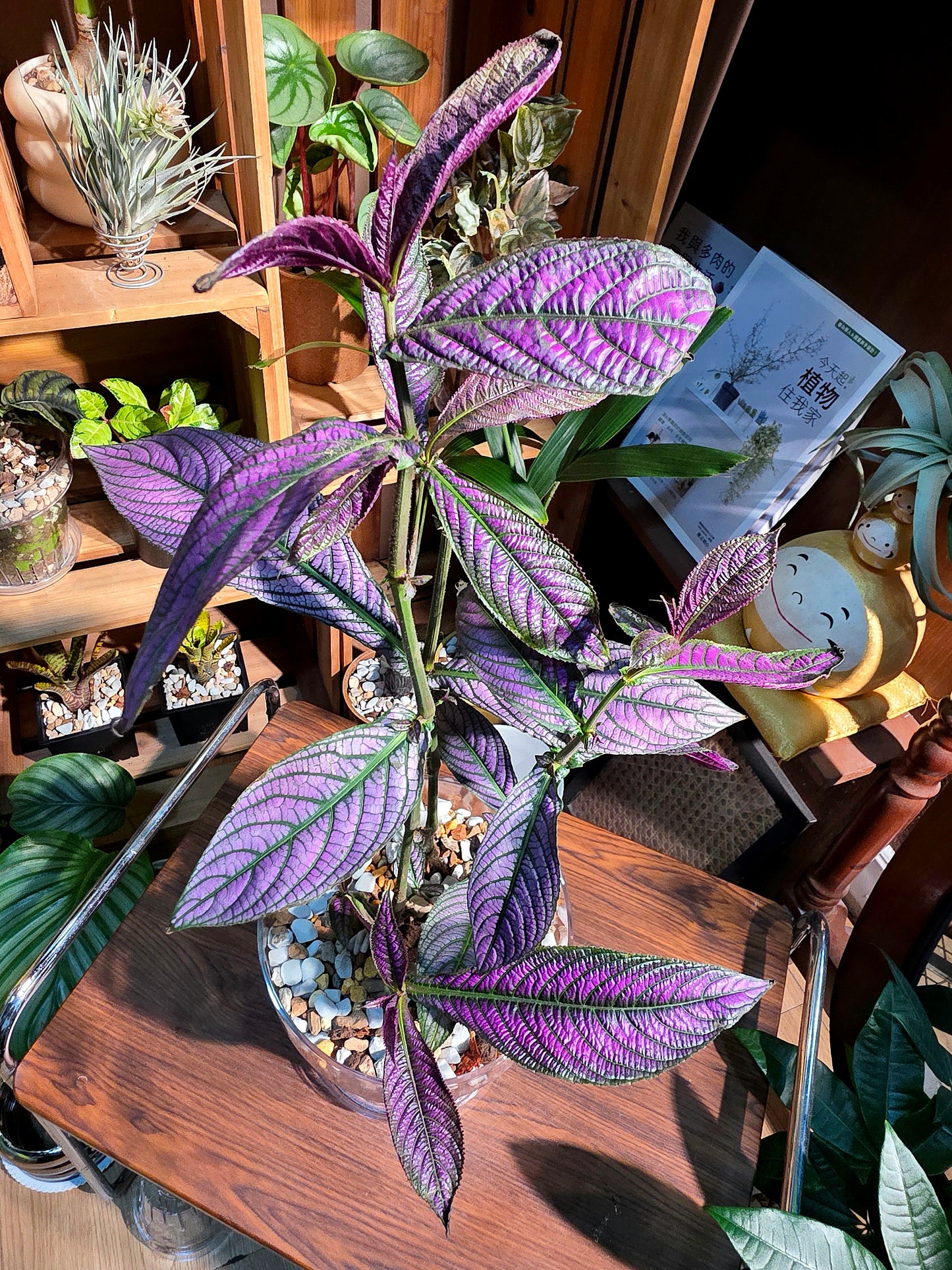Strobilanthes dyerianus 波斯紅草
