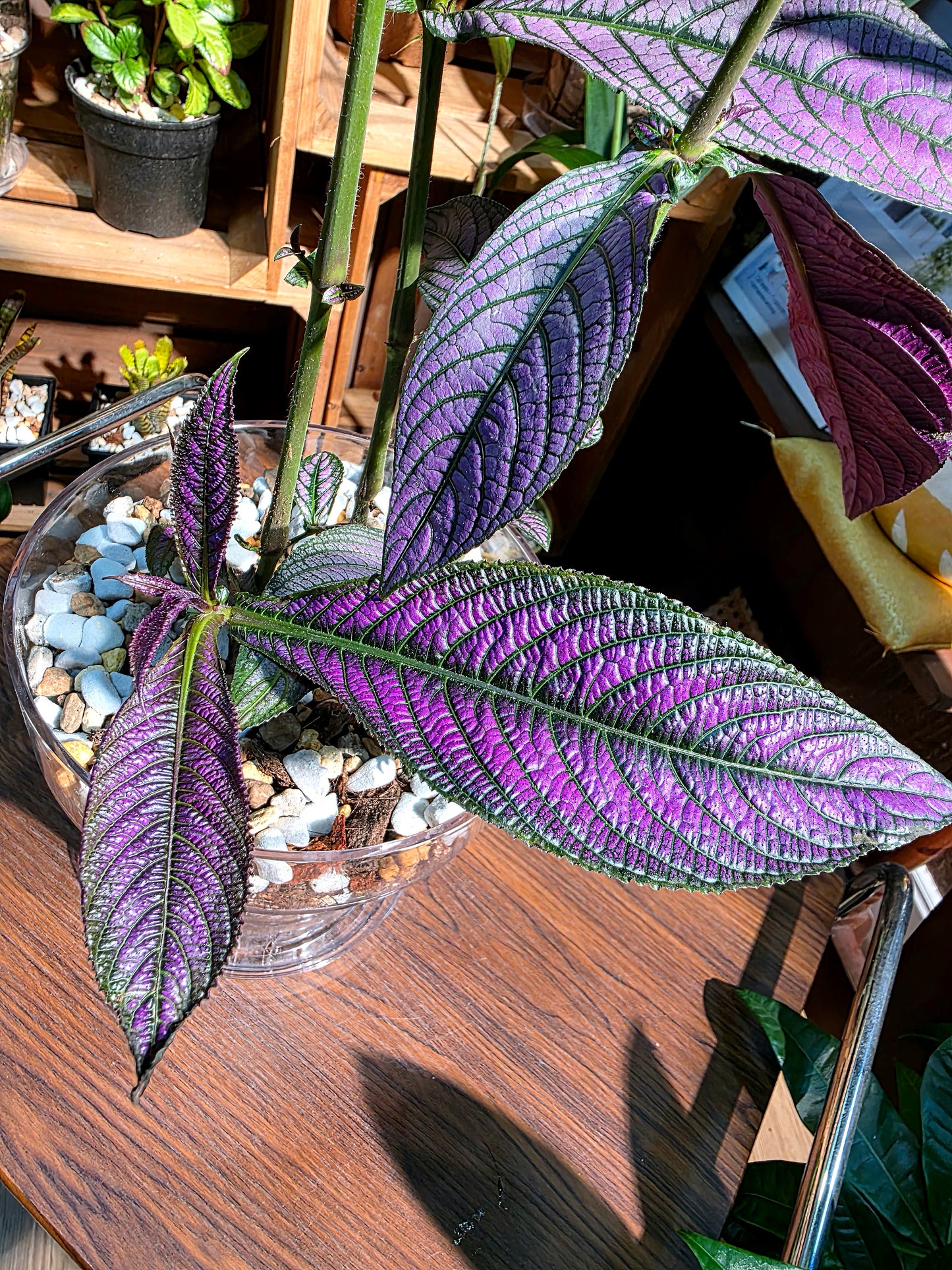 Strobilanthes dyerianus 波斯紅草