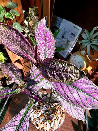 Strobilanthes dyerianus 波斯紅草