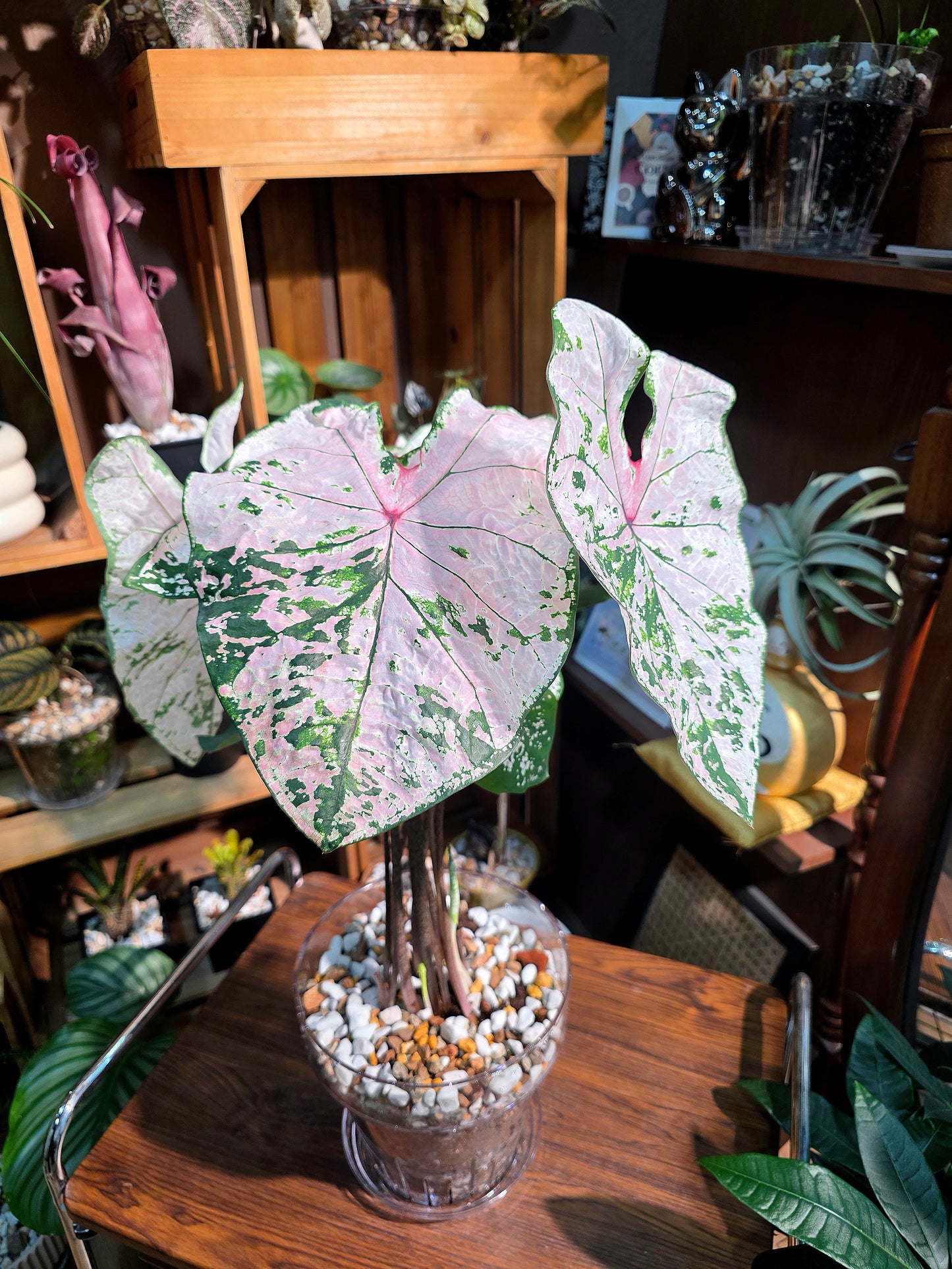 Caladium pink splash 粉色飛濺彩葉芋