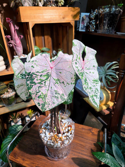 Caladium pink splash 粉色飛濺彩葉芋