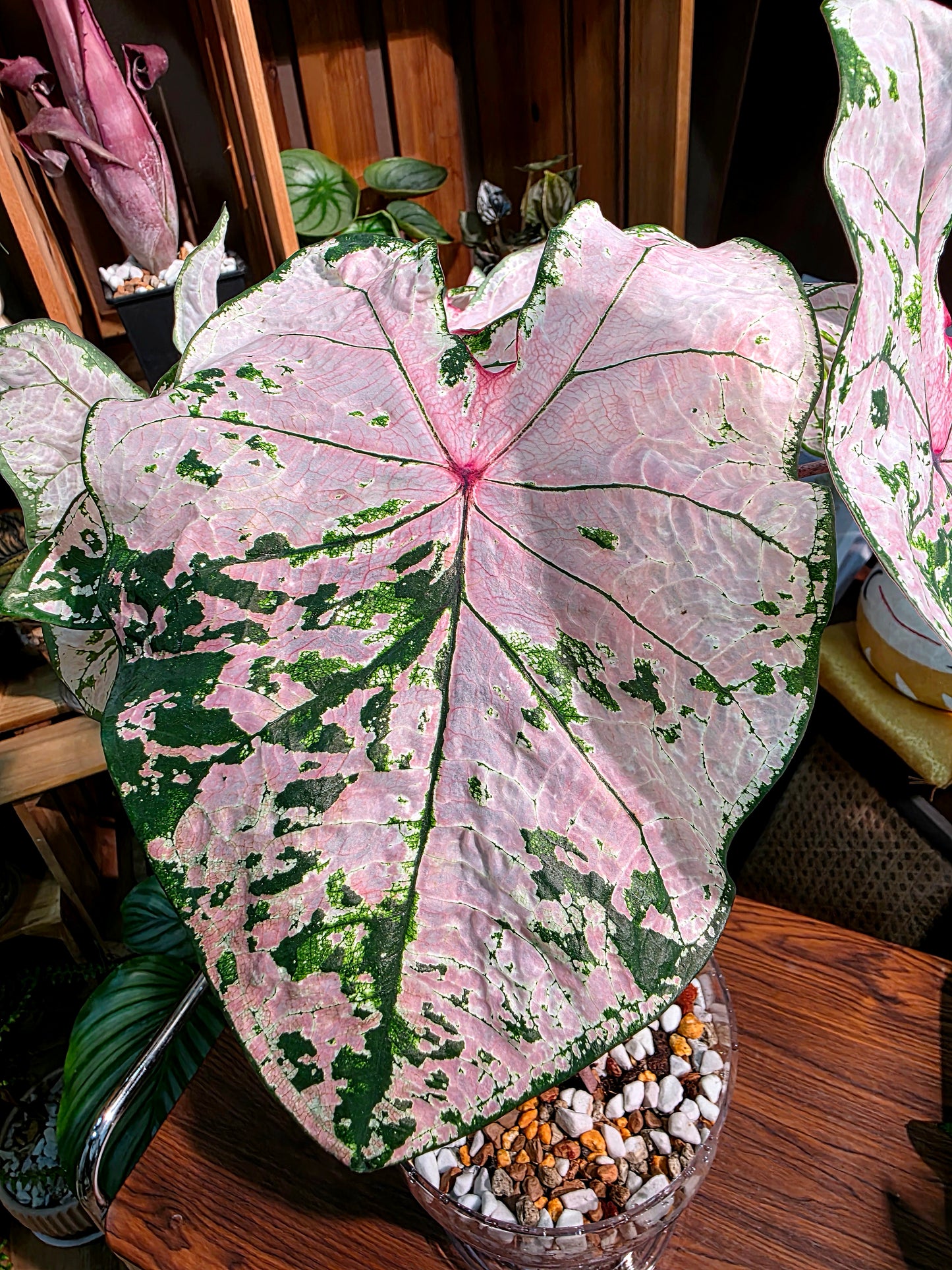 Caladium pink splash 粉色飛濺彩葉芋
