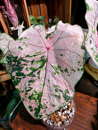 Caladium pink splash 粉色飛濺彩葉芋
