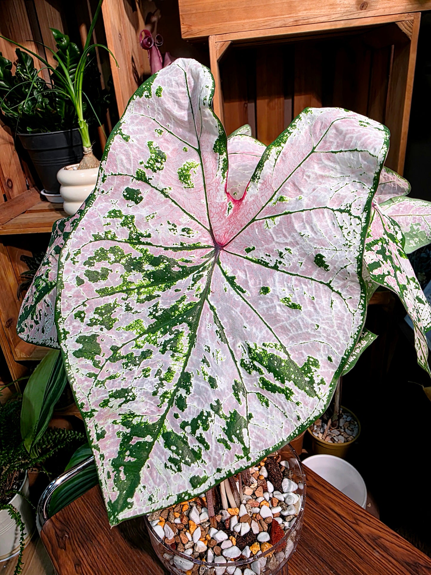 Caladium pink splash 粉色飛濺彩葉芋