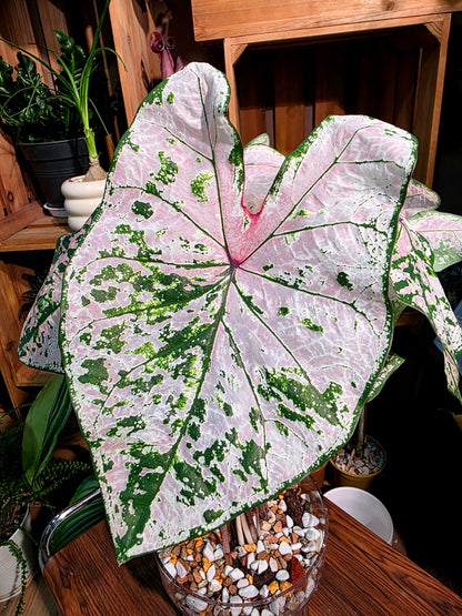 Caladium pink splash 粉色飛濺彩葉芋